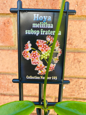 Hoya - Meliflua subsp fraterna Collection No. 103