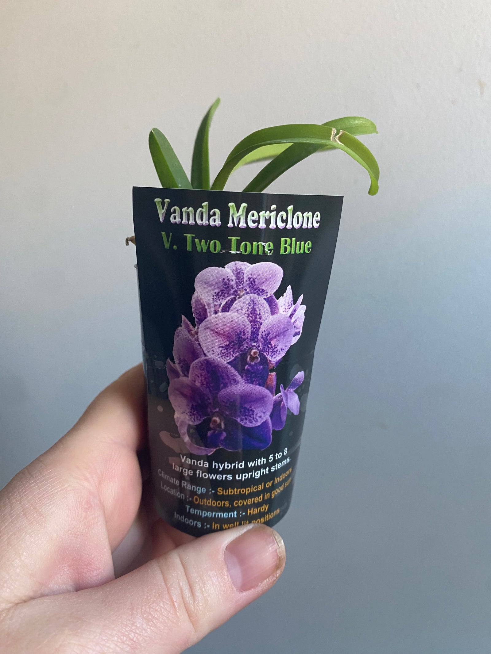 Vanda Mericlone V. Two Tone Blue