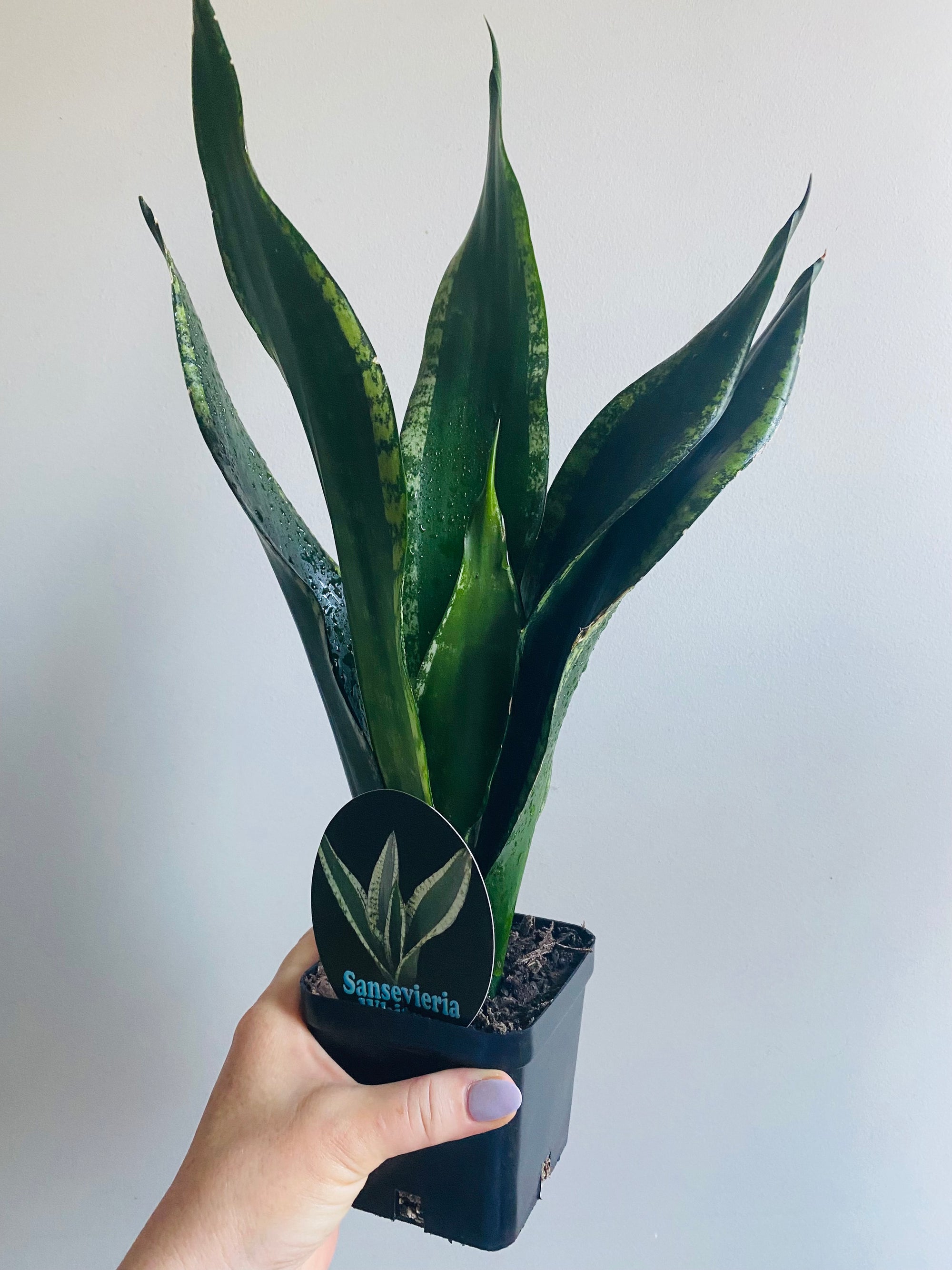 Sansevieria trifasciata - Whitney