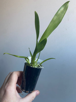 Zelglossoda Calico Gem 'Green Valley'