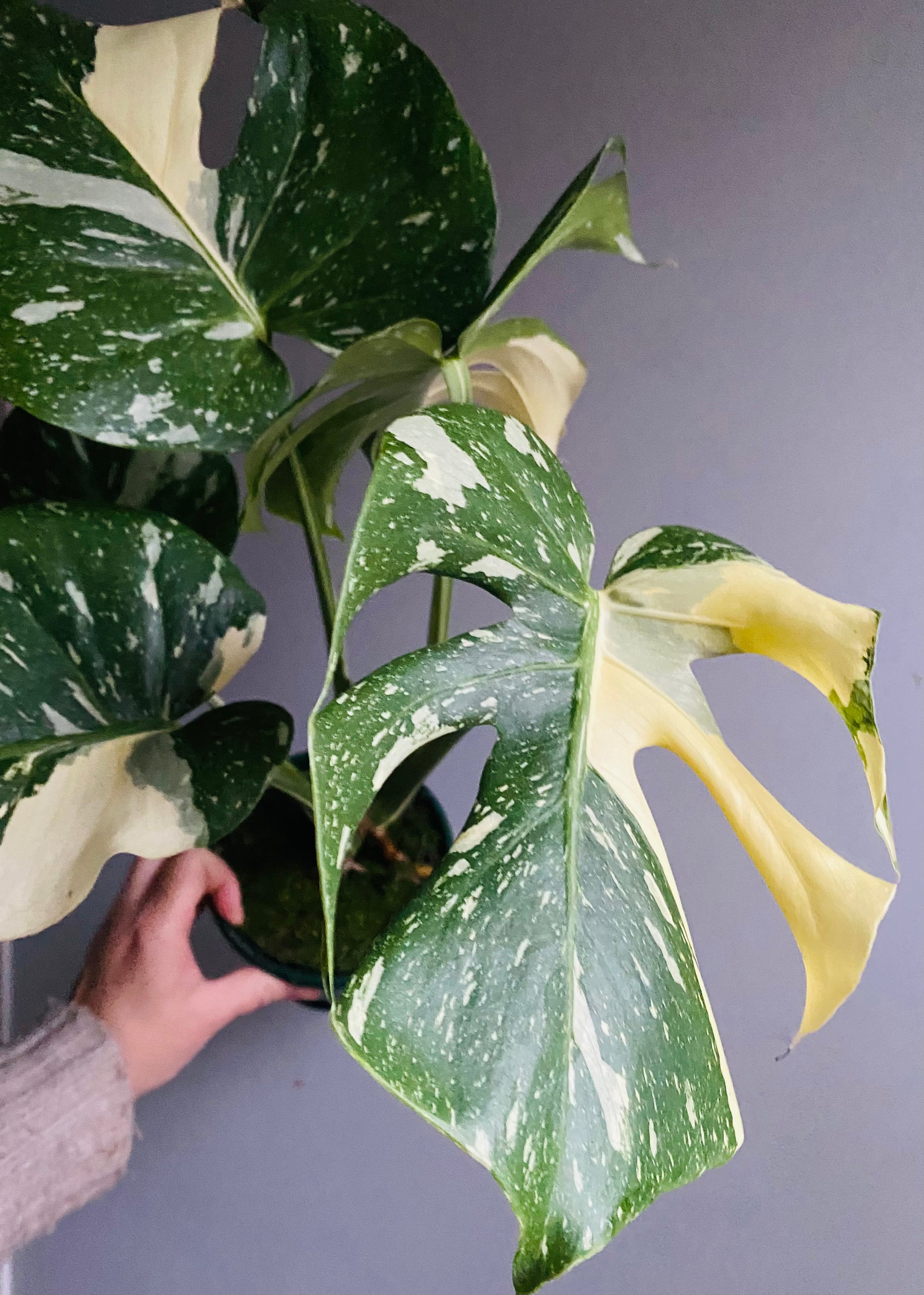 Monstera deliciosa 'Thai Constellation'