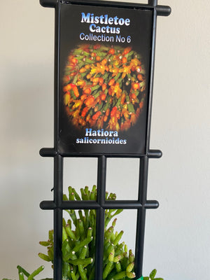 Rhipsalis Hatiora salicornioides - Mistletoe Cactus Collection No. 6