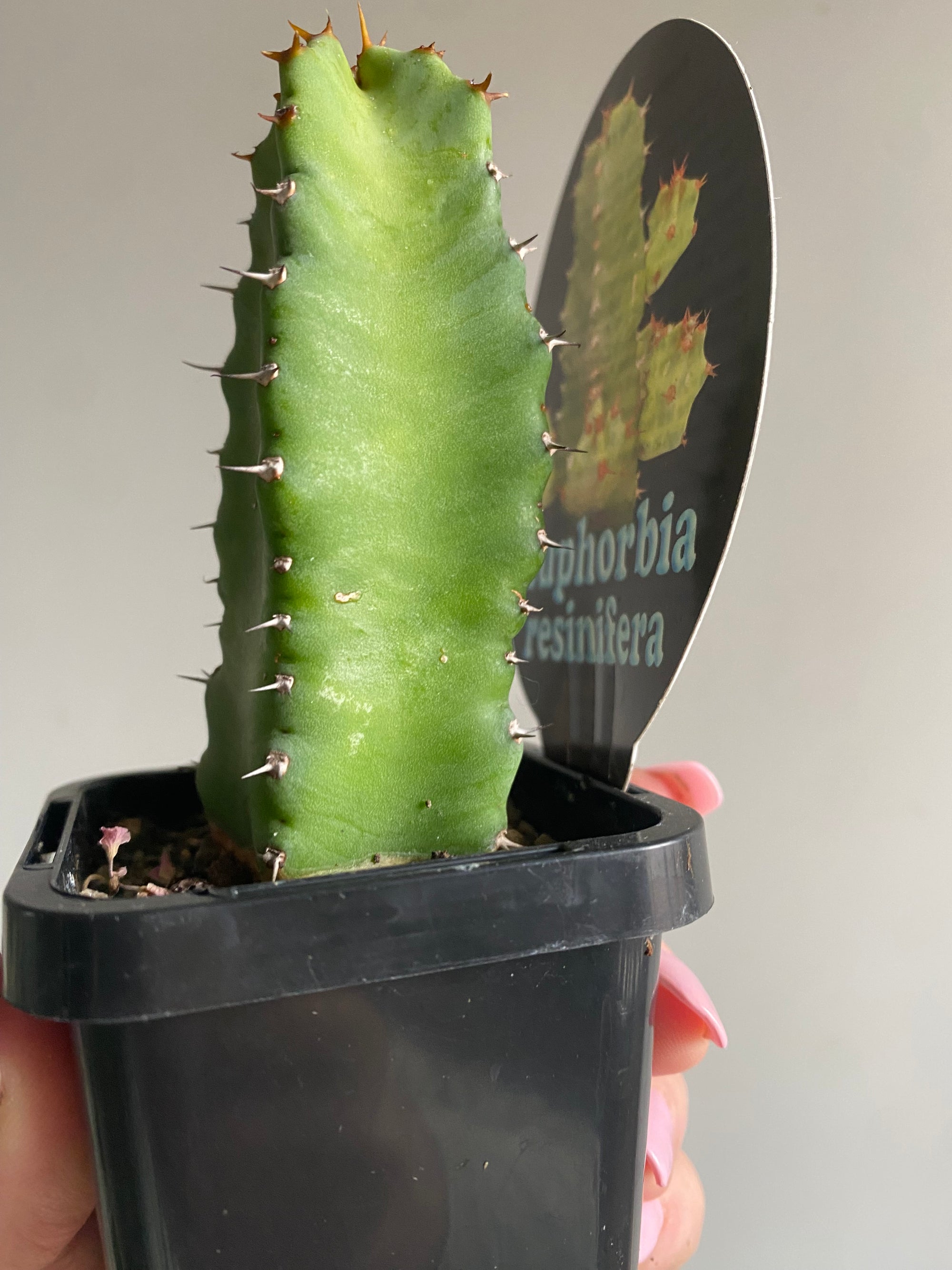 Euphorbia resinifera