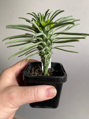 Euphorbia clandestina
