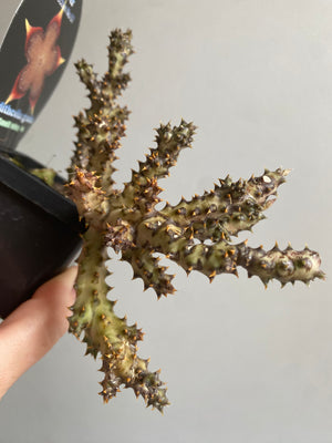 Edithcolea grandis 'Persian Carpet Flower' - Starfish Flower Collection No. 07