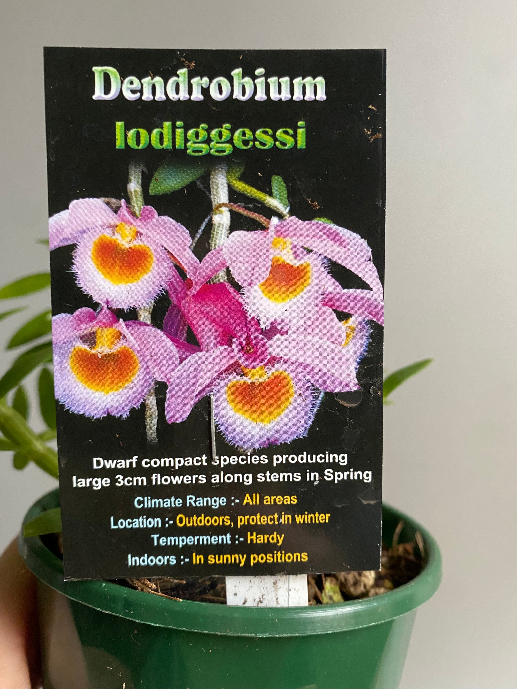 Dendrobium lodiggessi