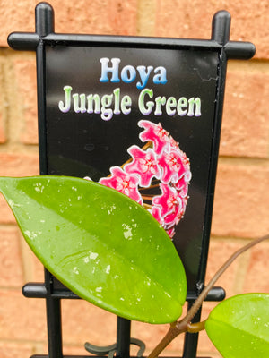 Hoya - Jungle Green Collection No. 53