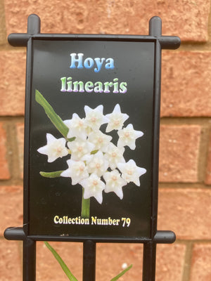 Hoya - Linearis Collection No. 79