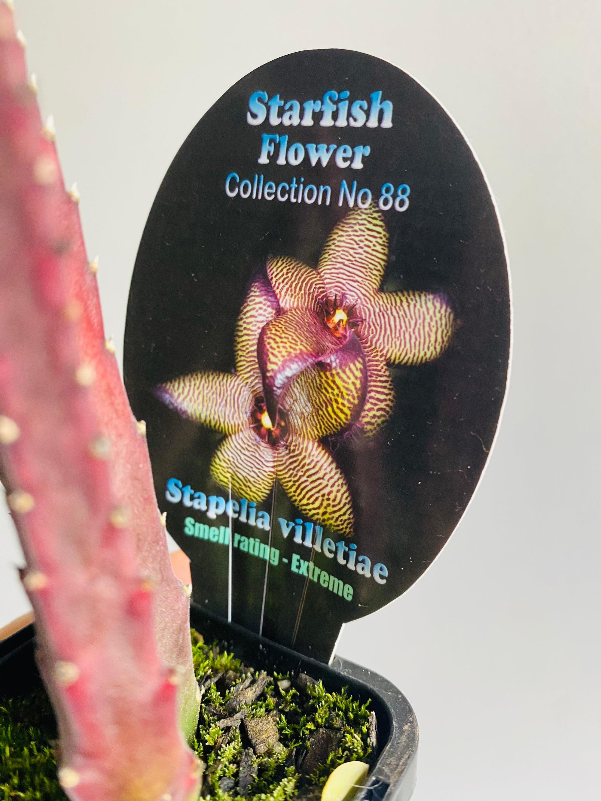 Stapelia villetiae - Starfish Flower Collection No. 88