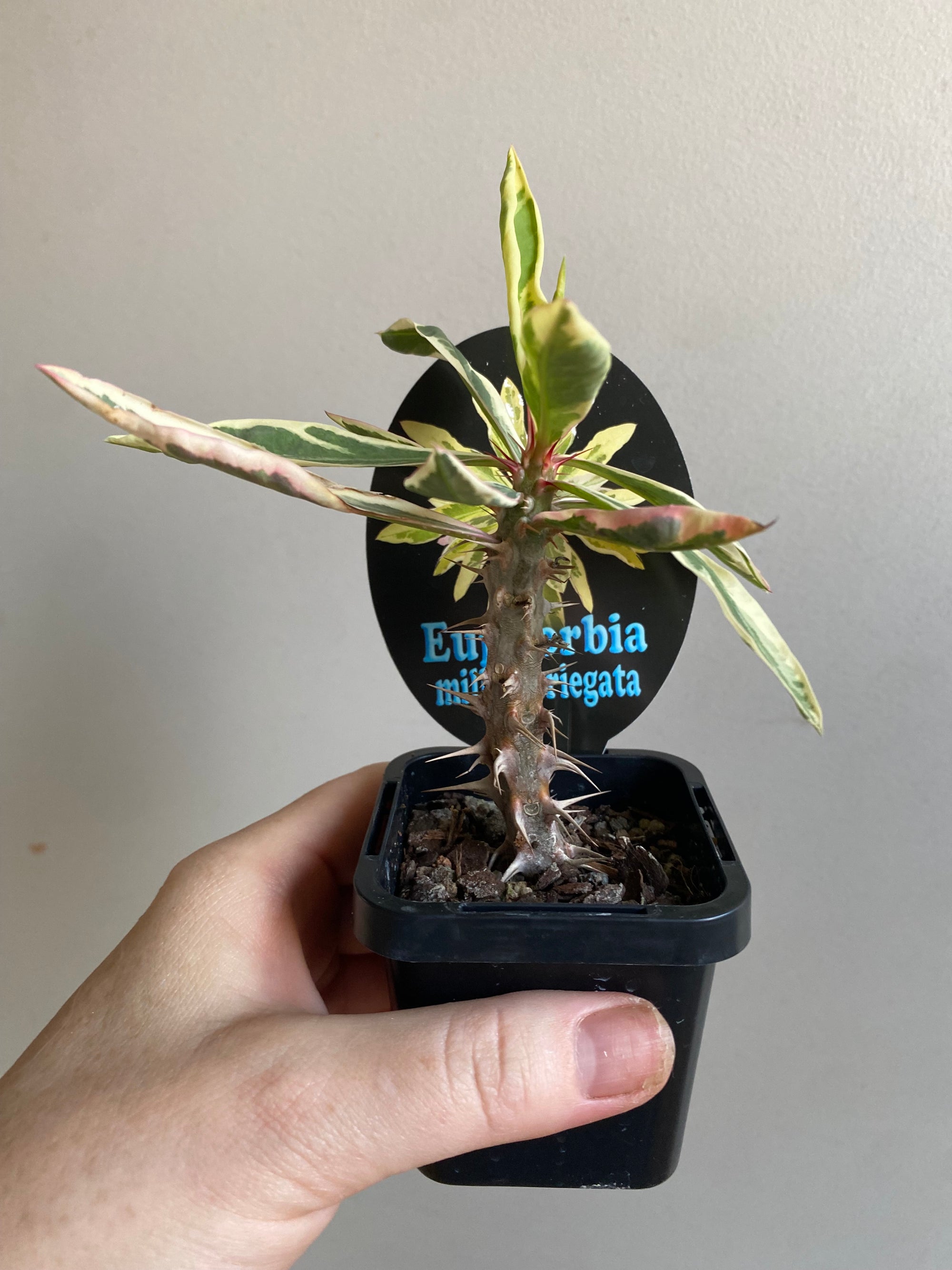 Euphorbia millii 'Variegata'