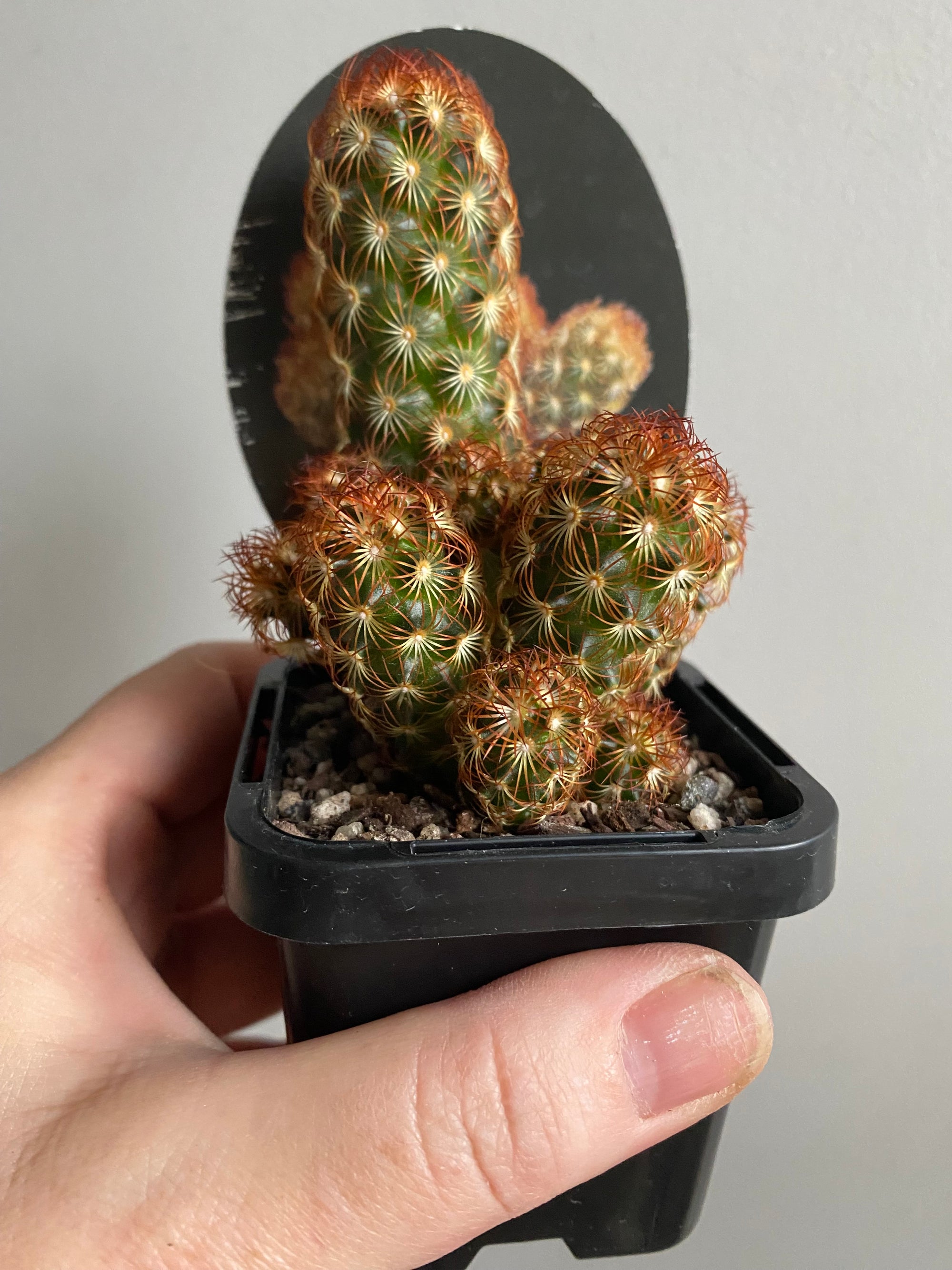 Mammillaria elongata 'Red Form'