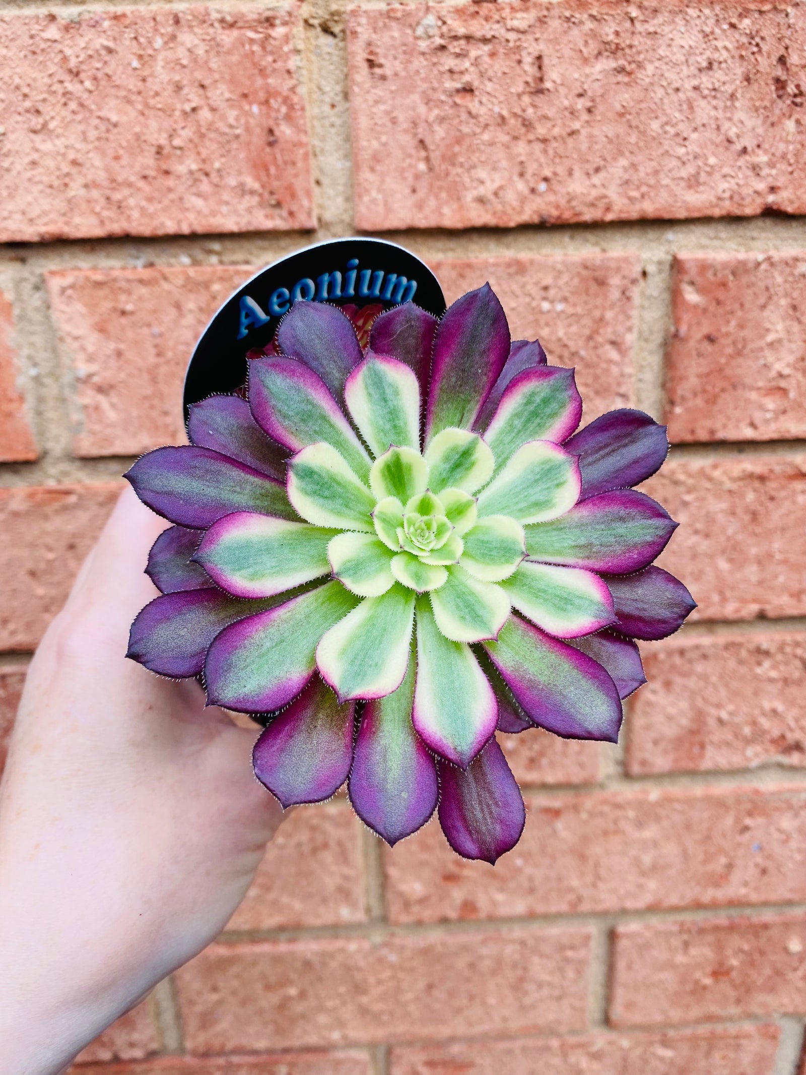 Aeonium arboreum cv. Mardi Gras