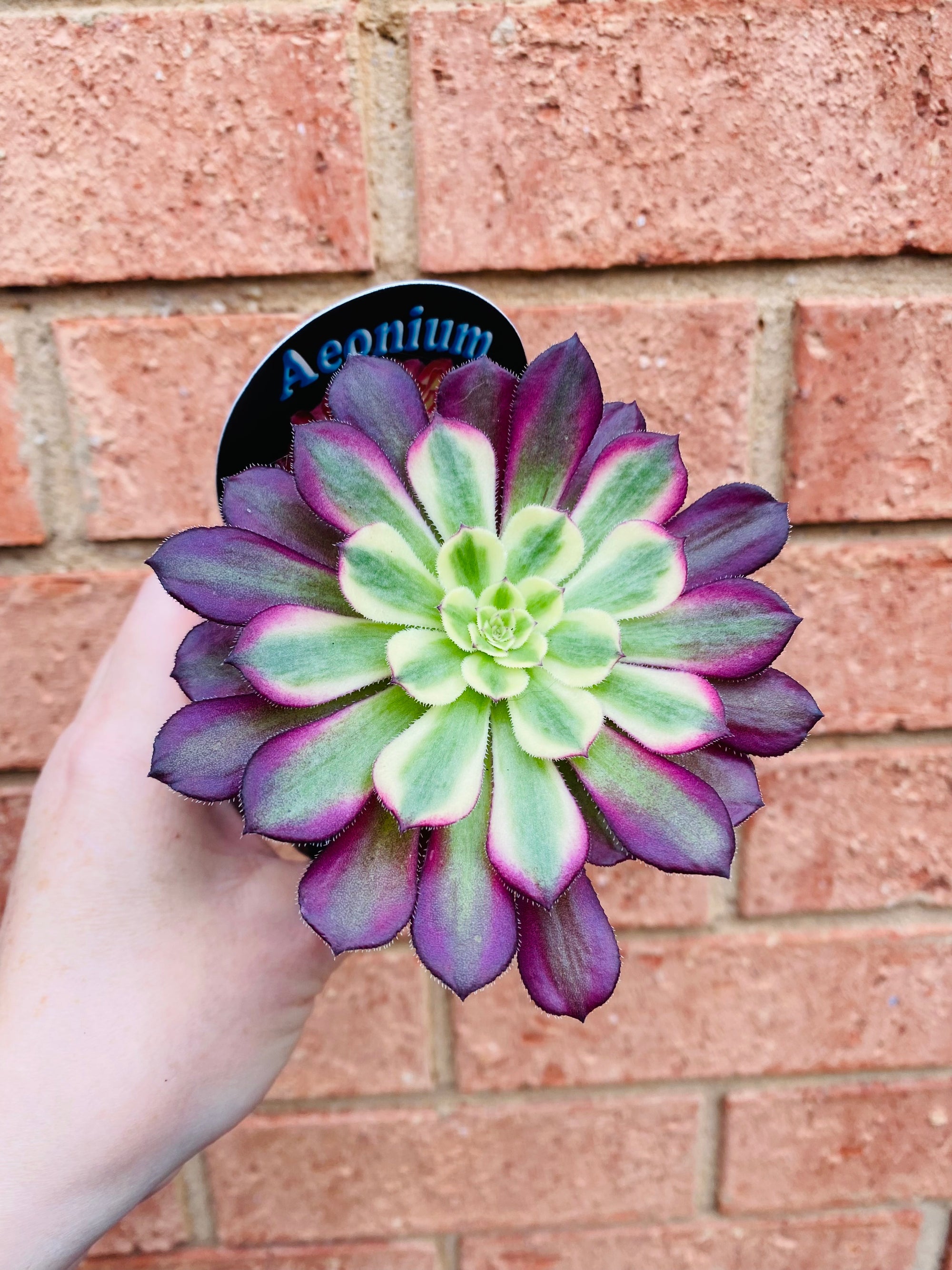 Aeonium arboreum cv. Mardi Gras