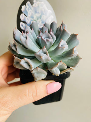 Echeveria Trumpet Pinky 'Blue Form'