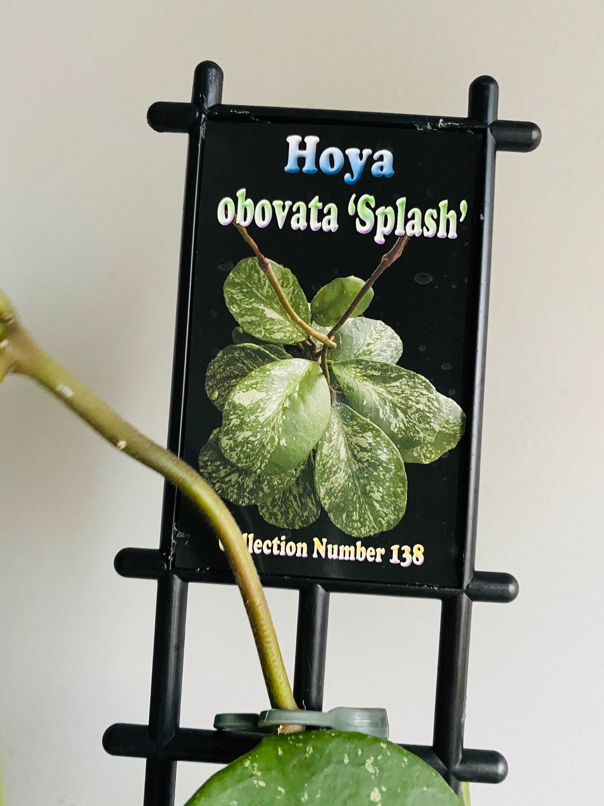 Hoya - Obovata Splash Collection No. 138