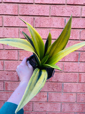 Sansevieria trifasciata - Golden Flame