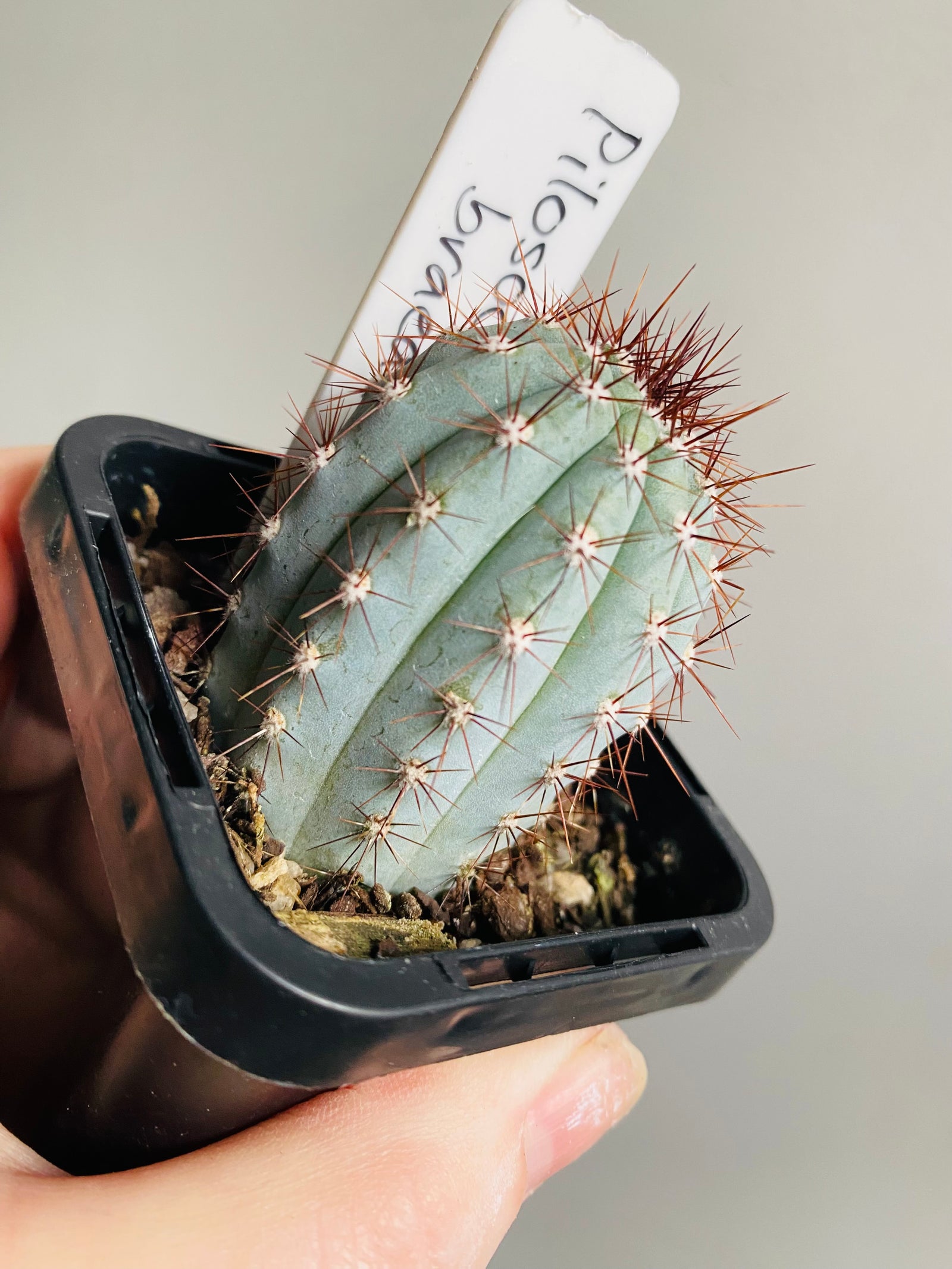 Pilosocereus braedii