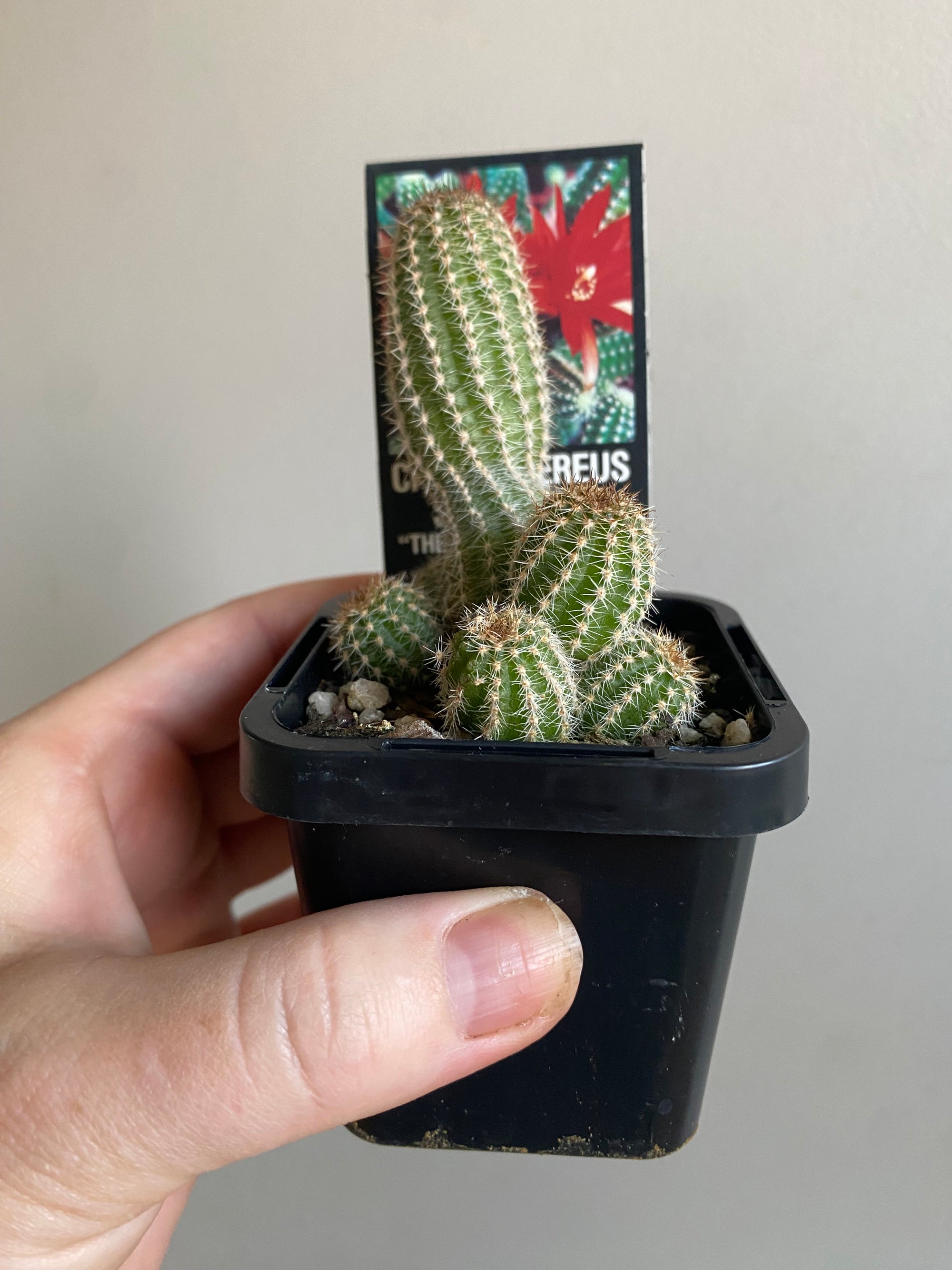 Chamaecereus silvestrii 'The Peanut Cactus'