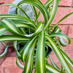 Collection image for: Chlorophytum