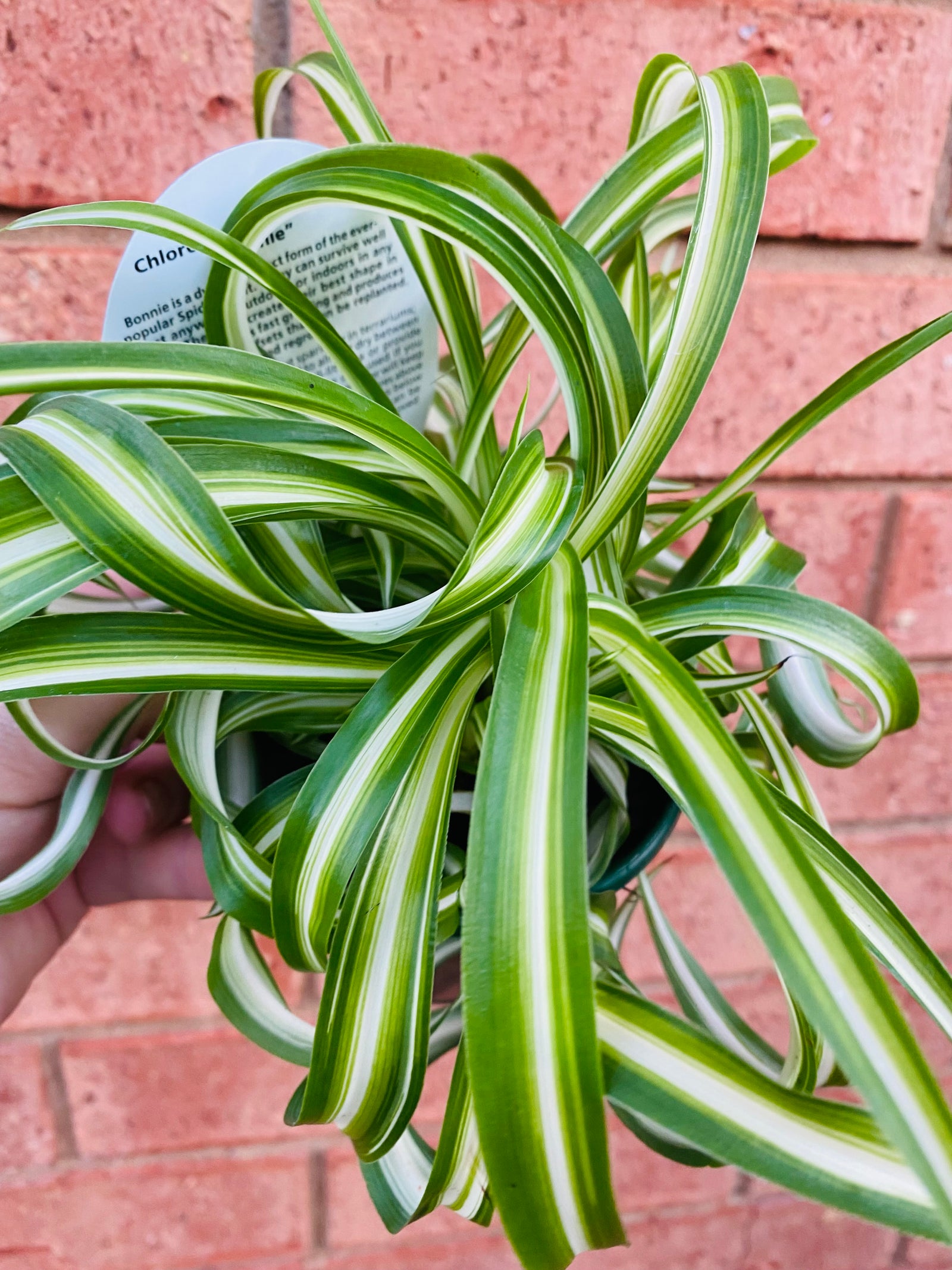Chlorophytum comosum - Curly Spider Plant