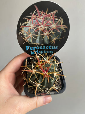 Ferocactus latispinus