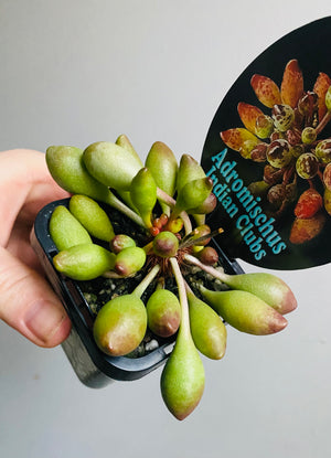 Adromischus cristatus 'Indian Clubs'
