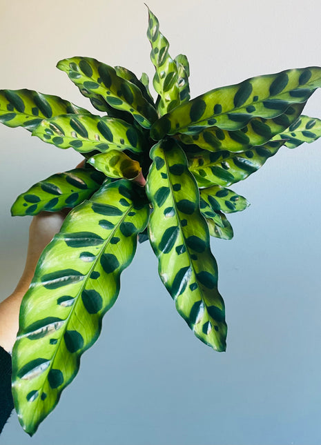 Calathea insignis - Rattlesnake