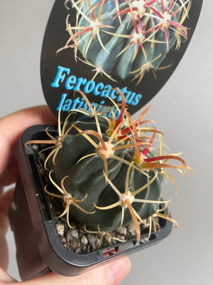 Ferocactus latispinus