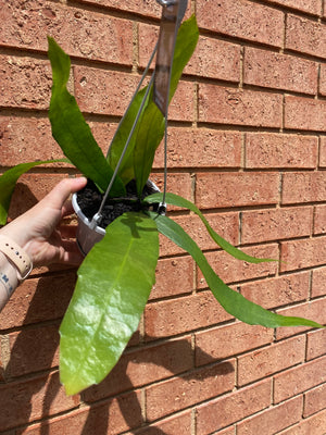 Epiphyllum pumilum - Mistletoe Cactus Collection No. 5