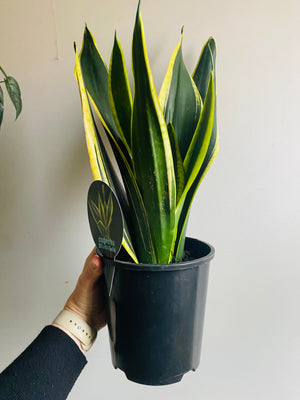 Sansevieria trifasciata - Black Gold