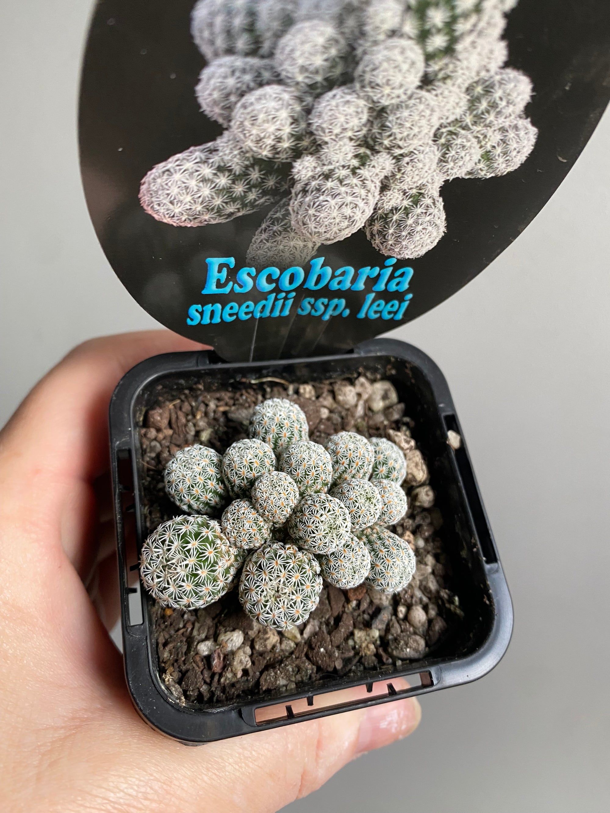 Escobaria sneedii subsp. leei