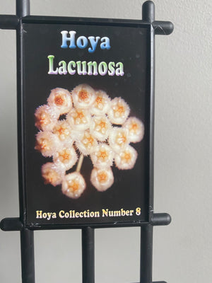 Hoya - Lacunosa Collection No. 8