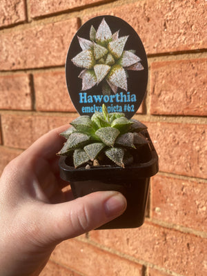 Haworthia emelyae picta No 62