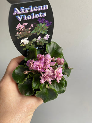 African Violet - Irish Flirt Pink