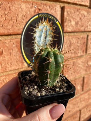 Azure Torch - Azureocereus hertlingianus