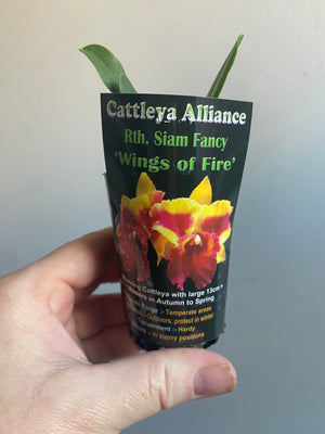 Cattleya Alliance Rth. Siam Fancy 'Wings of Fire'