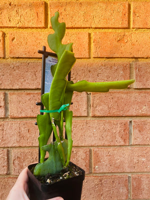 Epiphyllum 'The Orchid Cactus' - Crenatum - Collection No. 145