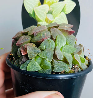 Haworthia pygmaea