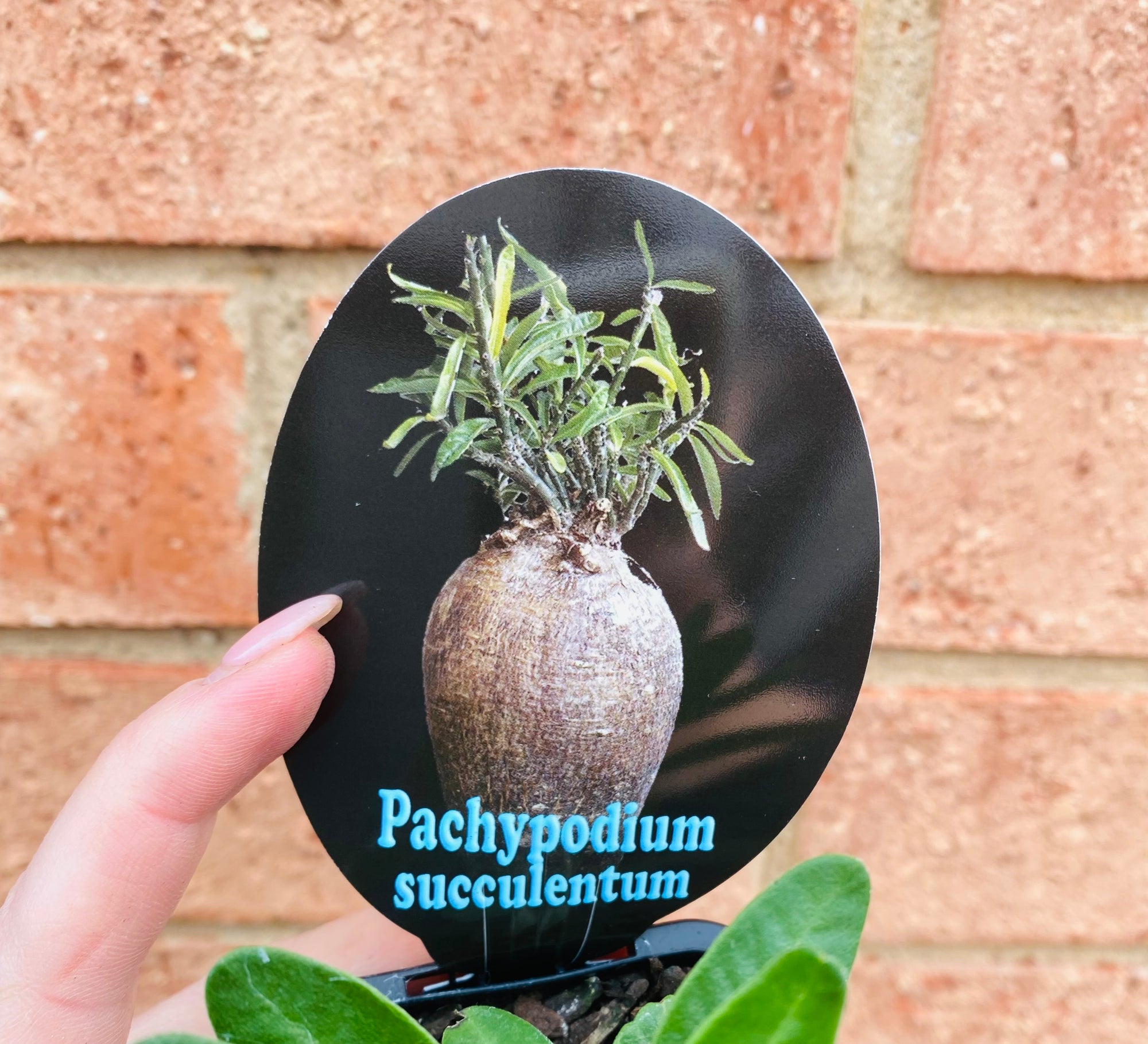 Pachypodium succulentum