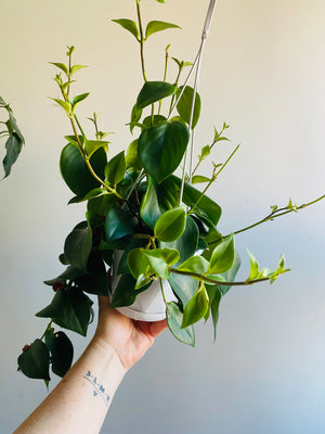 Lipstick Plant - Aeschynanthus obconicus 'Mona Lisa' (New Release)