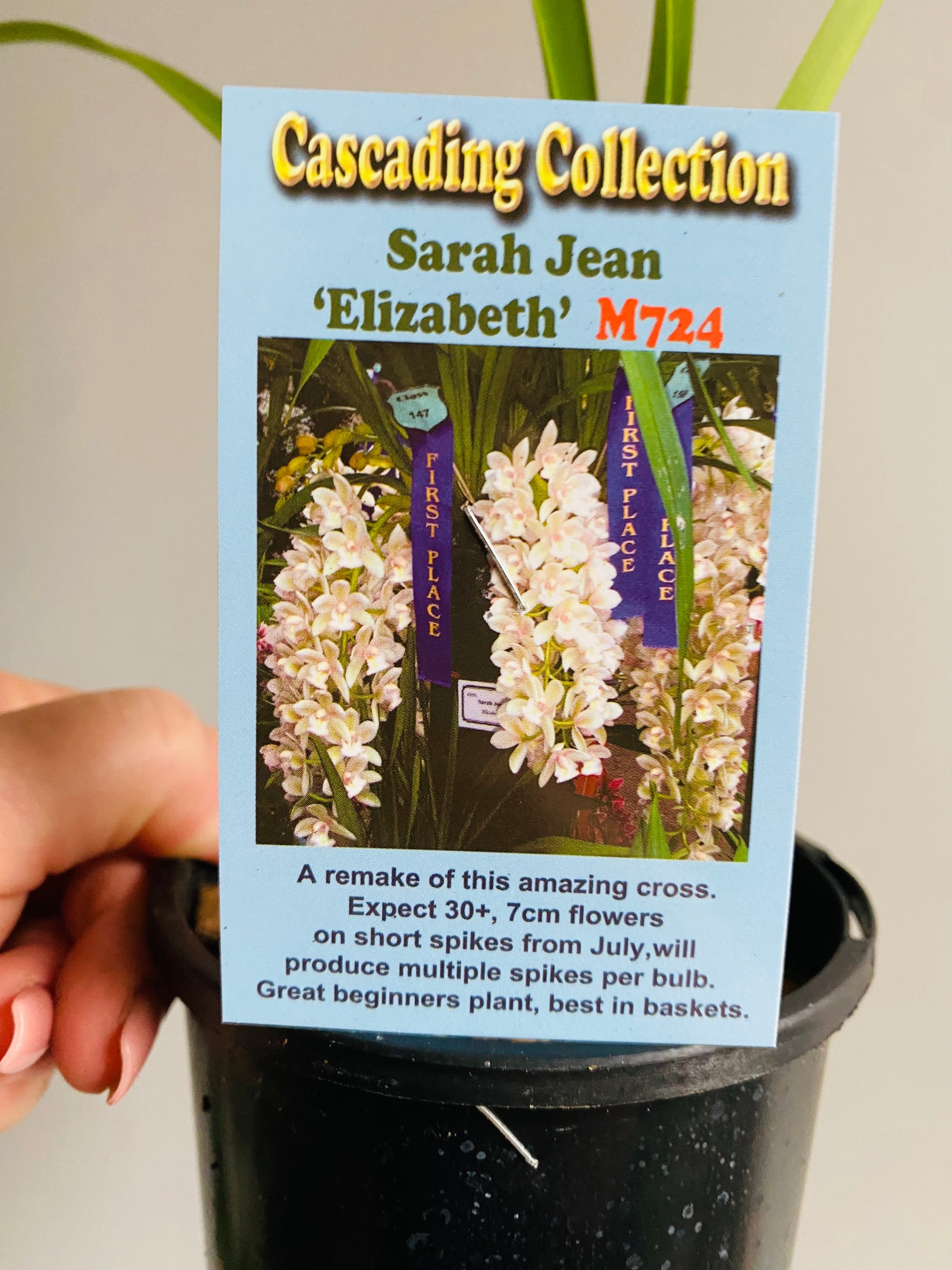 Cascading Collection - Sarah Jean 'Elizabeth'