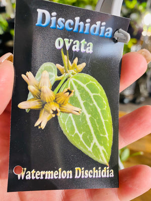 Dischidia ovata - Watermelon Dischidia