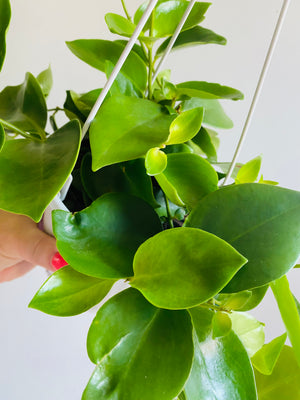 Lipstick Plant - Aeschynanthus obconicus 'Mona Lisa' (New Release)