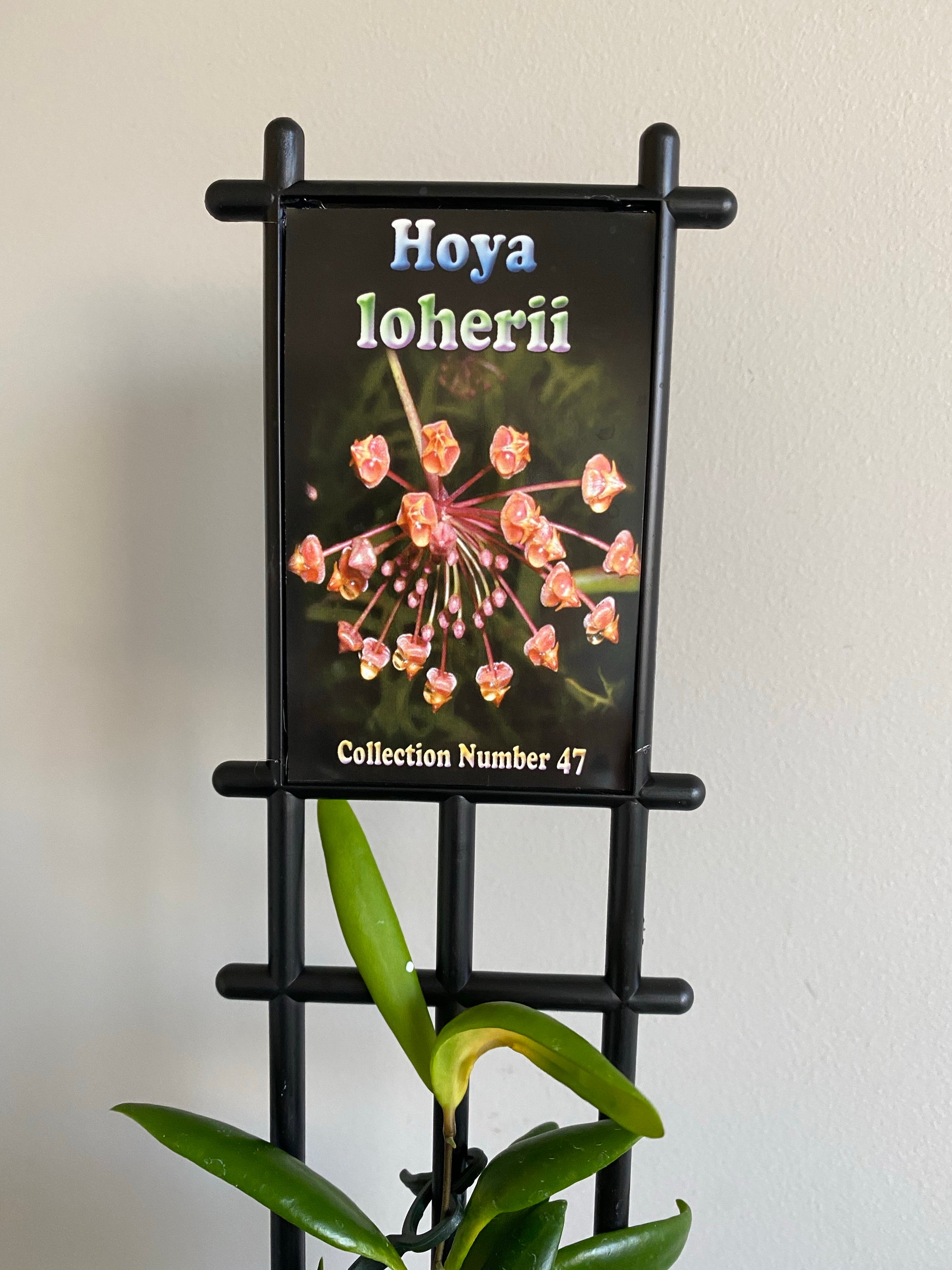 Hoya - Loherii Collection No. 47