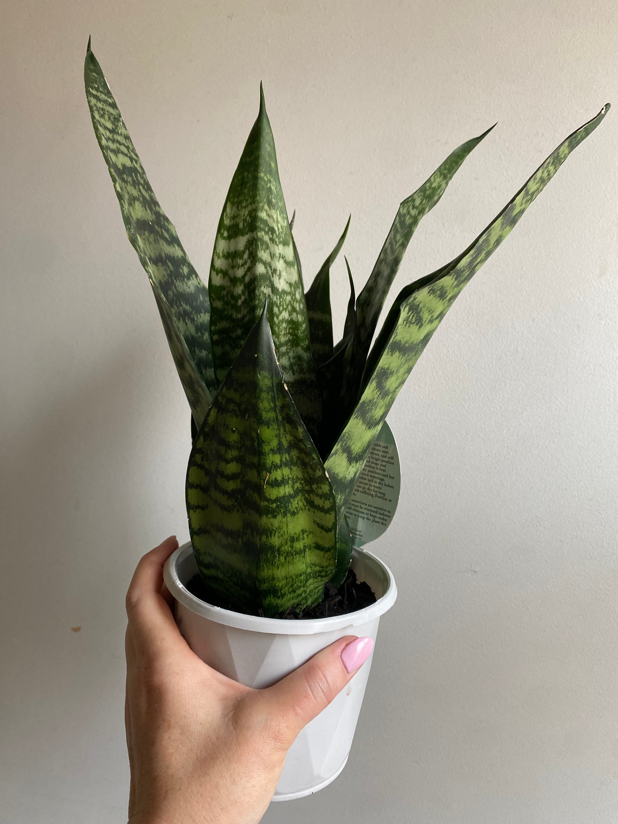 Sansevieria - Robusta