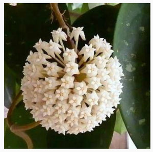 Hoya - loyceandrewsiana.