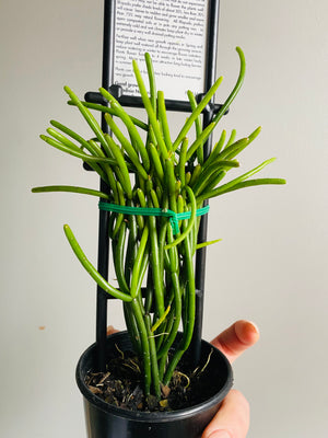 Rhipsalis Baccifera f. Delphinensis - Mistletoe Cactus Collection No. 42