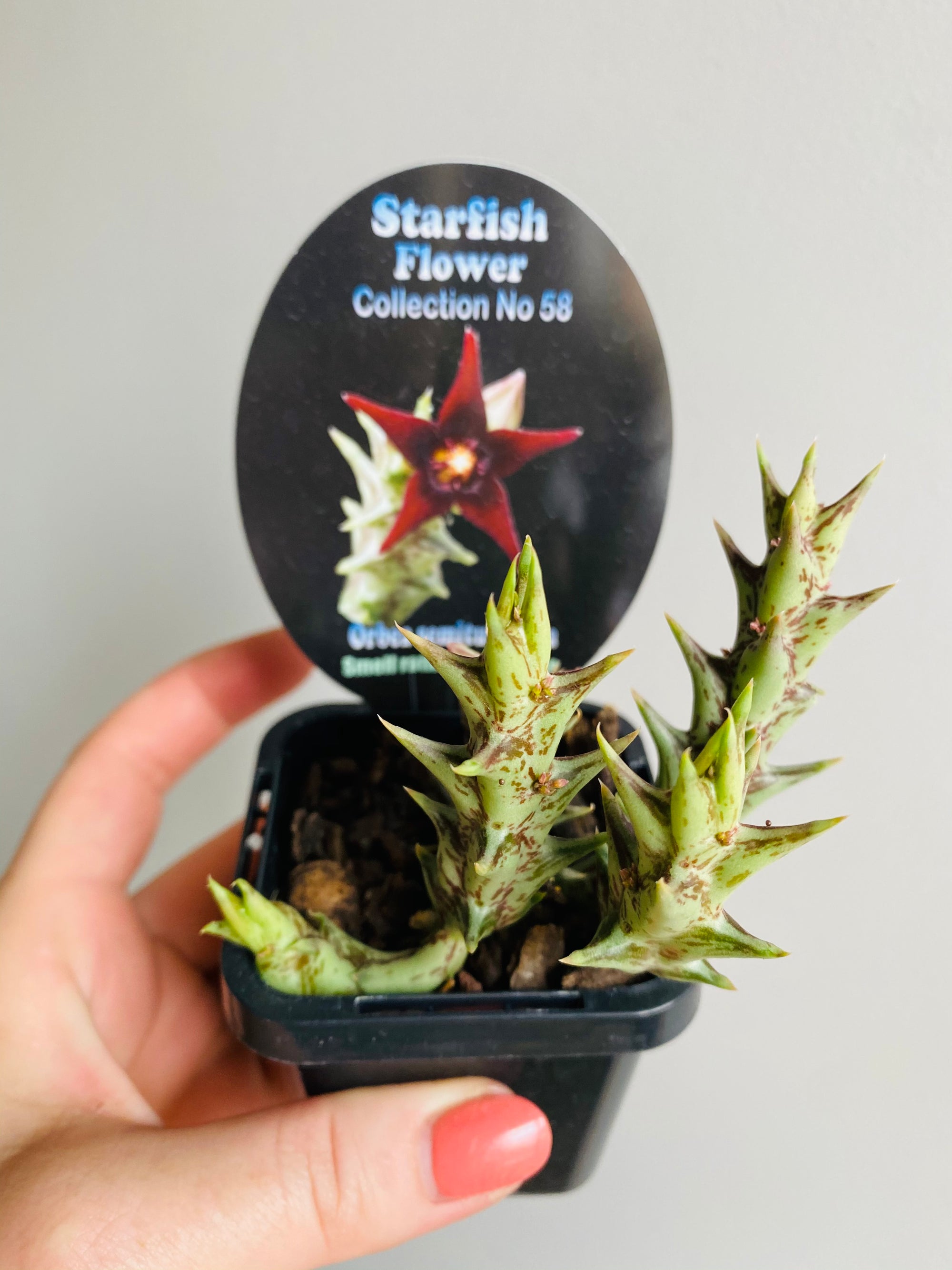Orbea semitubiflora - Starfish Flower Collection No. 58