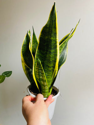 Sansevieria s.trifasciata - Superba