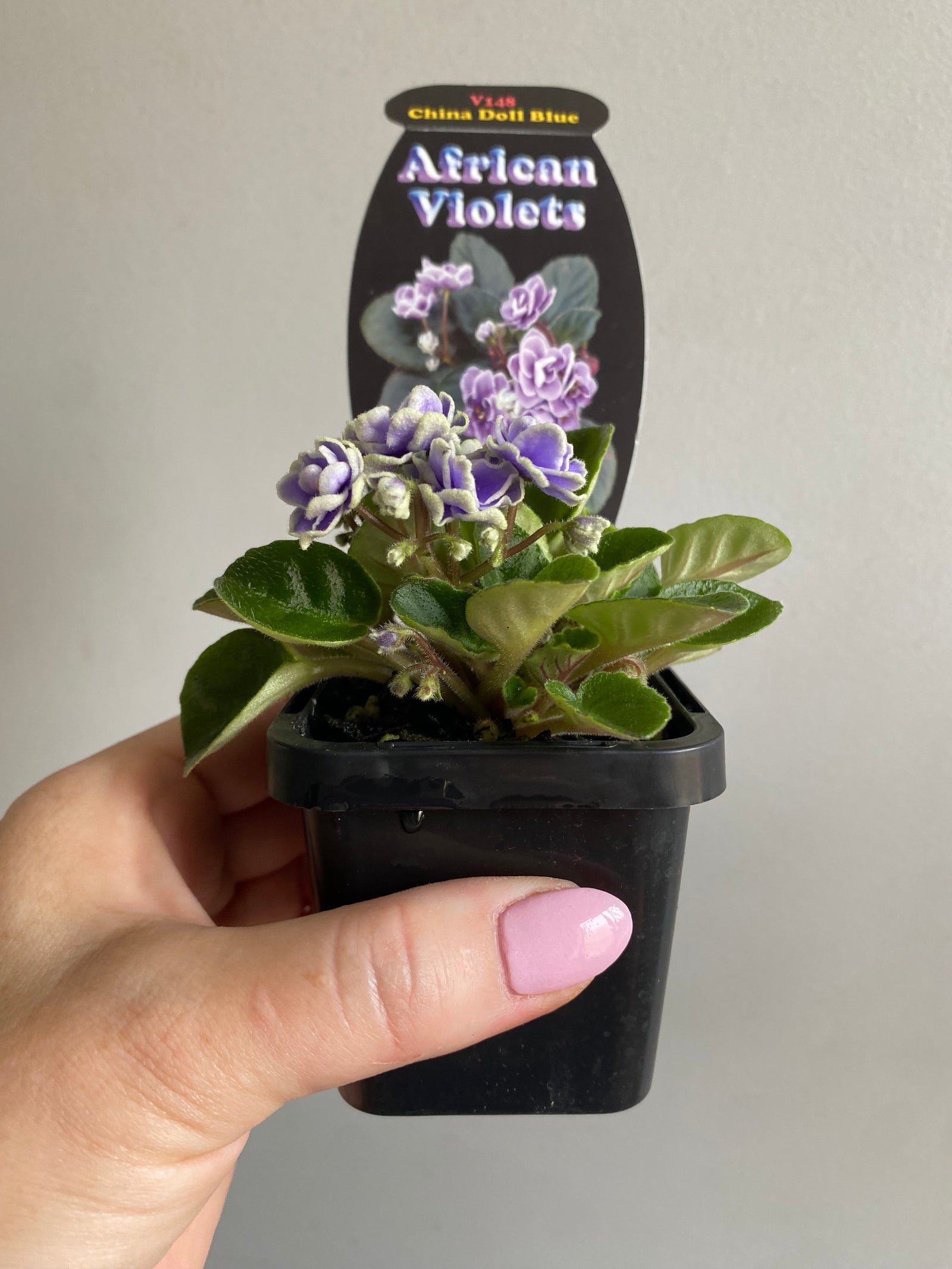 African Violet - China Doll Blue